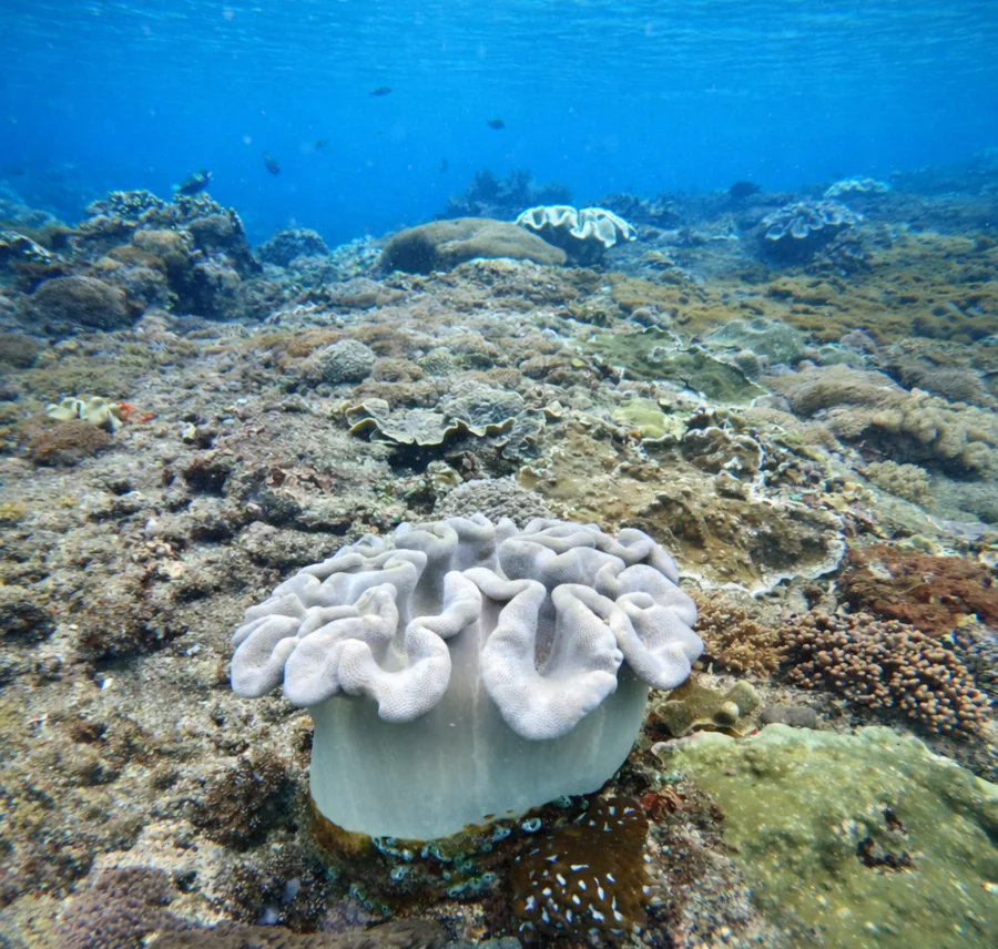 Nusa Penida: 3-Spot Snorkel + Kelingking & Tembeling Gallery Image 3