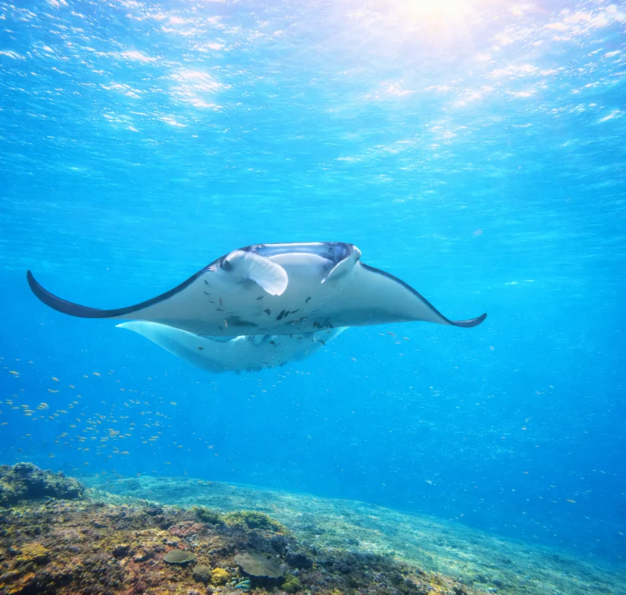 From Ubud: Guided Boat Manta Snorkeling & Kelingking Beach Gallery Image 1