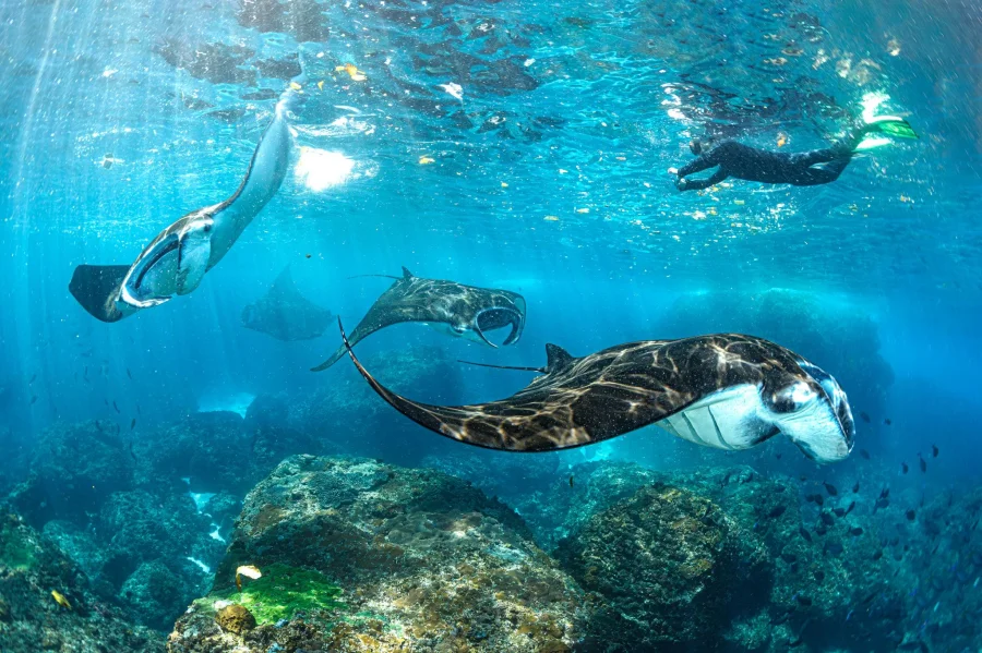 Nusa Penida: Private Boat 3-Spots Manta Snorkeling Tour Gallery Image 3