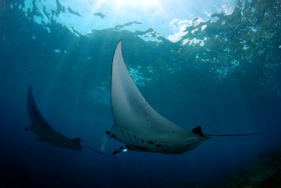 From Bali: Penida 3-Spots Manta Snorkel & Guyangan Waterfall Gallery Image 2