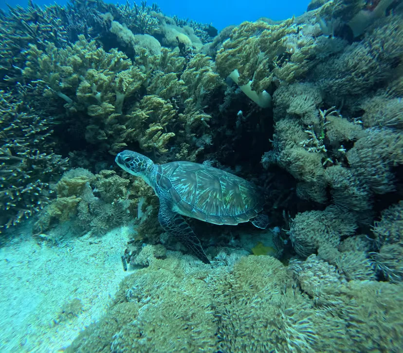 From Ceningan: Snorkeling with Manta Rays & Land Tour Gallery Image 3