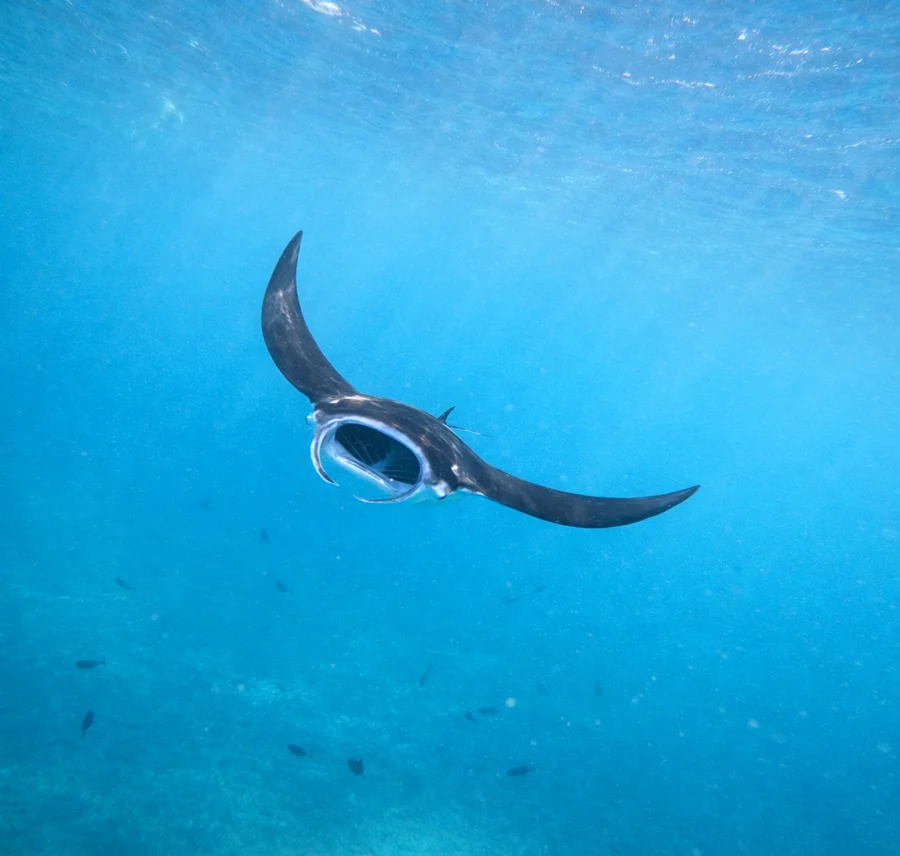 From Ceningan: Snorkeling with Manta Rays & Land Tour Gallery Image 2