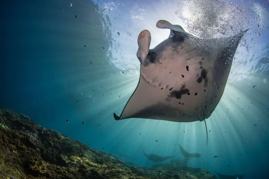 Nusa Penida: Sunset Manta & Crystal Bay Snorkel with Dinner Gallery Image 2