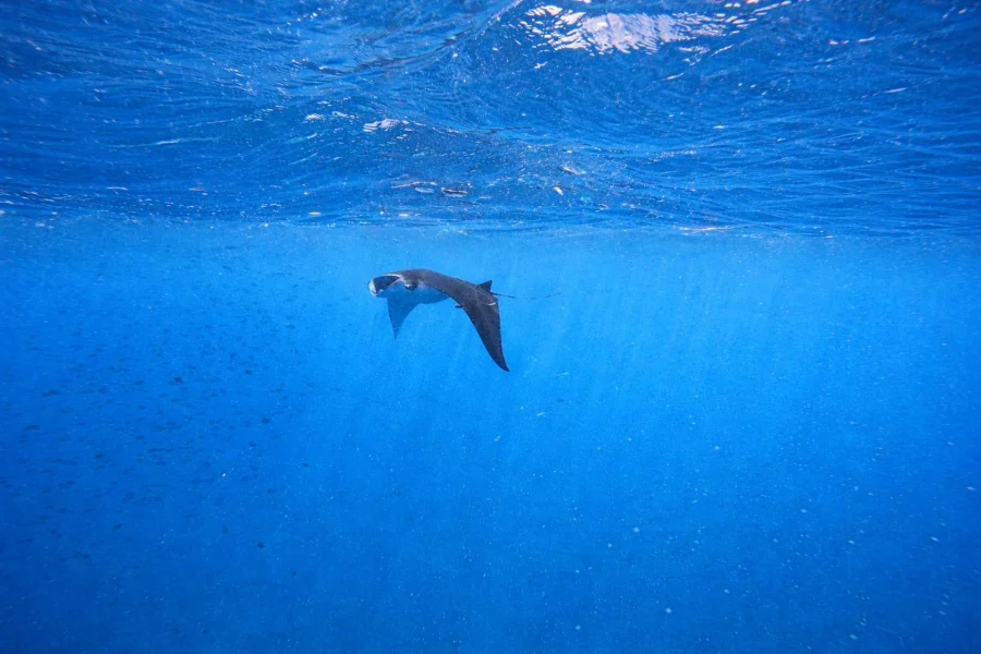 Nusa Penida: Snorkeling 3 Spots with GoPro & West Land Tour Gallery Image 2